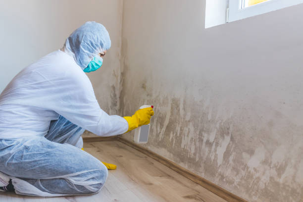 Licensed Attic Mold Removal service in Dunn, NC - WQB Mold Removal
