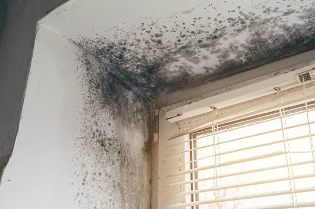 Affordable Attic Mold Removal solutions in Dunn, NC